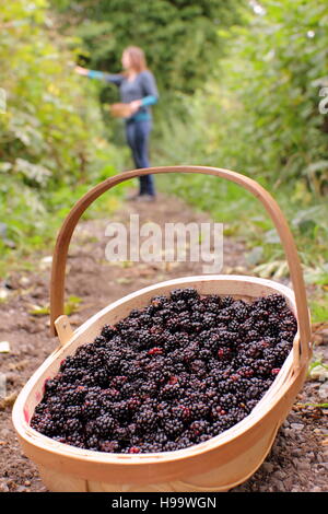 Rubus. Blackerries sind von einem englischen Hecke durch einen weiblichen im Sommer abgeholt. Großbritannien Stockfoto