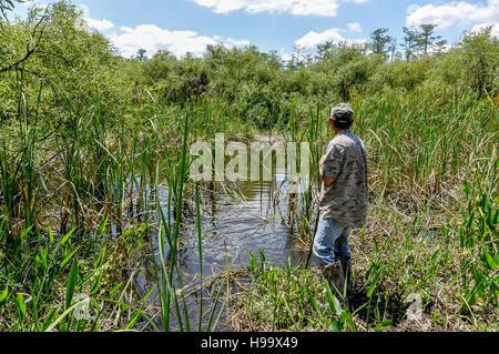 Eine Big Cypress Swamp Buggy Tourguide sieht über einen Teich / Gater Loch im nationalen bewahren, auf der Suche nach einem amerikanischen alligator Stockfoto