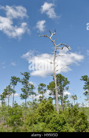 Eine Kiefer-Hängematte im Big Cypress National Preserve, Florida, mit einem Toten "leichter Kiefer" oder Fatwood Haken erhebt sich aus der Mitte Stockfoto