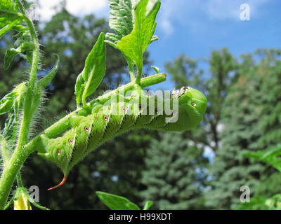 Tabak Hornworm Falter Raupe eine Tomatenpflanze zu essen. Stockfoto