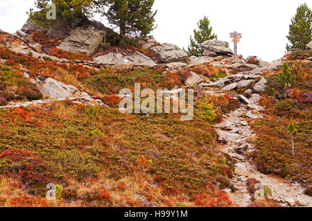 Herbstfarben auf Trail im Speikboden Bereich der Zillertaler Alpen, Taufers, Italien Stockfoto