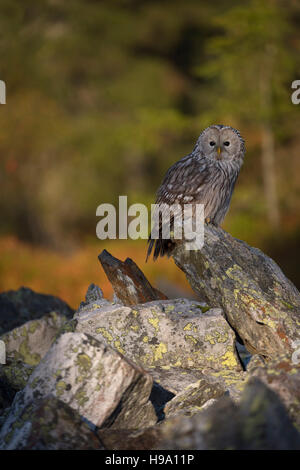 Habichtskauz (Strix Uralensis) thront auf einem exponierten Felsen auf einer Lichtung, umgeben von borealen Wäldern, ersten Licht des Morgens, Sonnenaufgang. Stockfoto