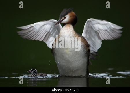 Großkrebenvogel ( Podiceps cristatus ) mit Küken, die sich aus dem Wasser aufziehen, die Flügel schlagen, in Aktion, Zärtlichkeit, Tierwelt, Europa. Stockfoto