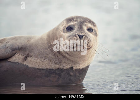 Der Seehund (Seehund) befindet sich am Hafen von Roggen, Vereinigtes Königreich. Stockfoto