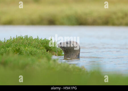 Der Seehund (Seehund) befindet sich am Hafen von Roggen, Vereinigtes Königreich. Stockfoto