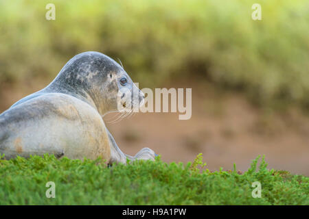 Der Seehund (Seehund) befindet sich am Hafen von Roggen, Vereinigtes Königreich. Stockfoto