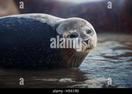 Der Seehund (Seehund) befindet sich am Hafen von Roggen, Vereinigtes Königreich. Stockfoto