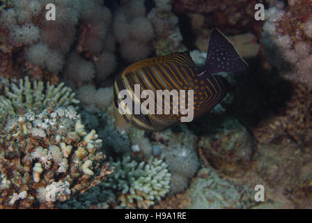 Rotes Meer Segelkärpflinge Tang oder Desjardins Segelkärpflinge Tang (Zebrasoma Desjardinii), Acanthuridae, Sharm el Sheikh, Rotes Meer, Ägypten Stockfoto