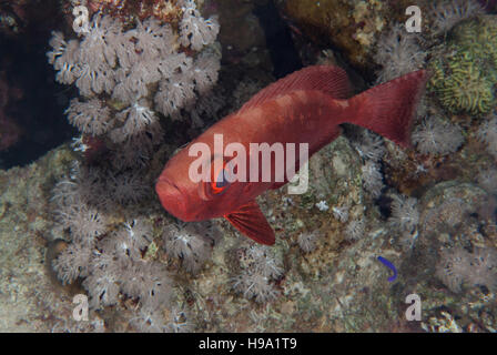 Big Fish Eye (Priacanthus Hamrur), Priacanthidae, Sharm el Sheikh, Rotes Meer, Ägypten Stockfoto