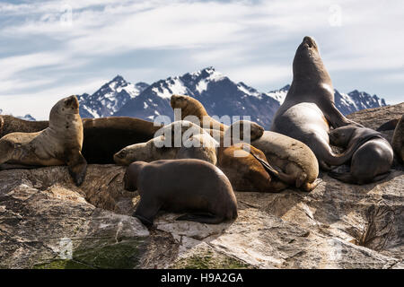 Seelöwen auf Isla im Beagle-Kanal in der Nähe von Ushuaia (Argentinien) Stockfoto