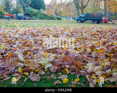 Blatt löschen in St James Park, London Stockfoto