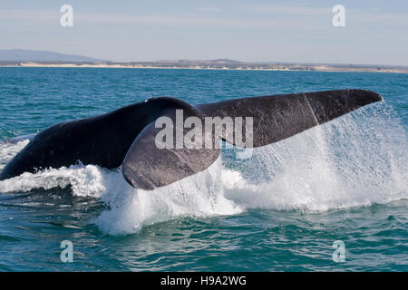 Southern Right Wale in der Algoa Bucht in der Nähe von Port Elizabeth in Südafrika Stockfoto