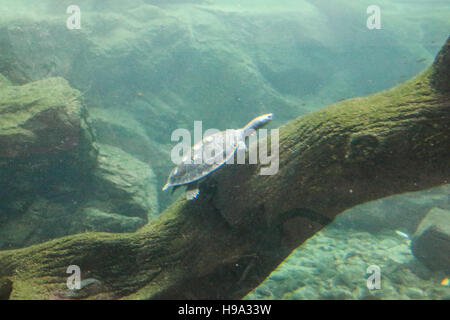 Schildkröte im trüben Wasser in einem Baum sitzen. Stockfoto