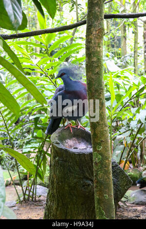 Blaue Taube sitzt auf einem hölzernen Baumstumpf im Wald Stockfoto