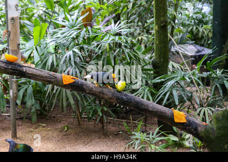 Exotischer Vogel sitzt auf einem Baum im Wald Stockfoto
