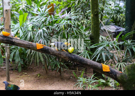 Exotischer Vogel sitzt auf einem Baum im Wald Stockfoto