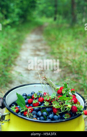 kleine kann voller Heidelbeeren und Walderdbeeren auf dem Waldweg Stockfoto