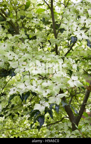 Cornus Kousa "Greensleeves" im Frühsommer. Stockfoto