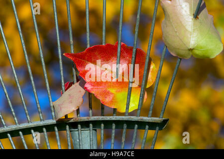 Silber-Birken-Betula Pendel in vollen Herbstfarbe Stockfoto