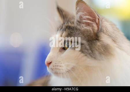 Katze mit weißen flauschigen Brust beobachten die Szene gedreht vor bunten Hintergrund Stockfoto