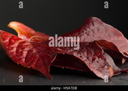 Porträt von einem einzigen großen roten Herbst Blatt auf Schiefer, gedreht von oben Stockfoto