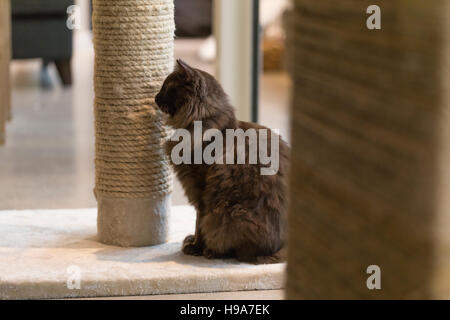 Braune flauschige Katze sitzt auf dem Postweg kratzen, beobachten Stockfoto