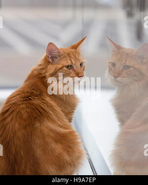 Große flauschige Ingwer Katze sitzt auf der Fensterbank gegenüber sein Spiegelbild Stockfoto