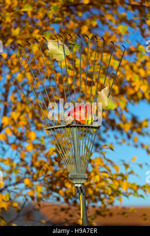 Silber-Birken-Betula Pendel in vollen Herbstfarbe Stockfoto