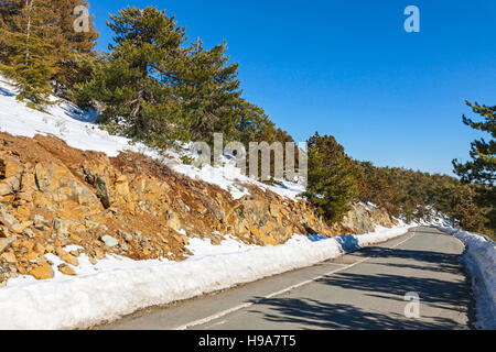 Gekrümmte Straße, die durch den Pinienwald im Winter. Troodos-Gebirge, Zypern Stockfoto