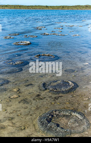 Lebende marine Fossilien, Stromatolithen in Lake Thetis nahe Cervantes, Western Australia Stockfoto