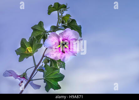 Hibiskus ist eine Gattung von Blütenpflanzen in Malve Familie Malvaceae. Es ist recht groß, mit mehreren hundert Arten Stockfoto