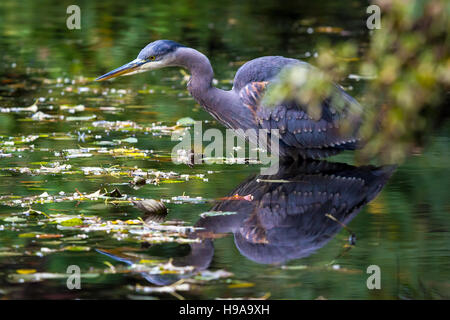 Die große blaue Heronhunting für Lebensmittel in den See im Crystal Springs Rhododendron Garten in Portland, Oregon Stockfoto