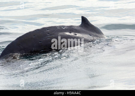 Flosse auf dem Rücken der Buckelwal im Pazifischen Ozean. Wasserfläche in der Nähe von Kamtschatka. Stockfoto