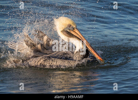 Brauner Pelikan (Pelecanus Occidentalis) unter abendlichen Bad im Ozean, Galveston, Texas, USA. Stockfoto