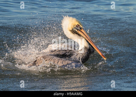 Brauner Pelikan (Pelecanus Occidentalis) unter abendlichen Bad im Ozean, Galveston, Texas, USA. Stockfoto