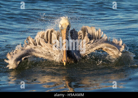 Brauner Pelikan (Pelecanus Occidentalis) unter abendlichen Bad im Ozean, Galveston, Texas, USA. Stockfoto