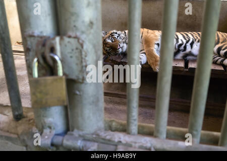 Tiger im Käfig und Schlüssel ist Schloss Stockfoto