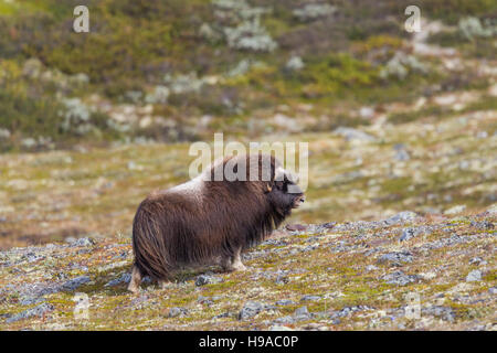 Weibliche Moschusochsen (Ovibos Moschatus) Stockfoto