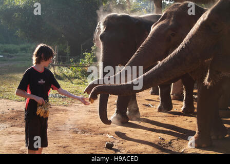 Eine touristische feeds Elefanten im Anantara Golden Triangle Resort. Stockfoto