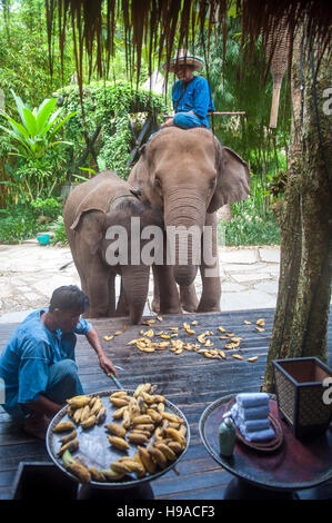 Ein mahout Feeds ein Elefant im Four Seasons Tented Camp Golden Triangle in Thailand. Stockfoto