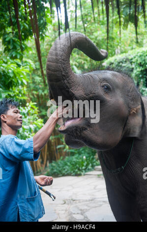 Ein mahout Feeds ein Elefant im Four Seasons Tented Camp Golden Triangle in Thailand. Stockfoto