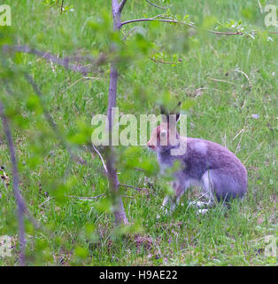Schneehase (Lepus Timidus) aus Lappland. Übergangszeit Farbe von Winter bis Sommer. Hase in Oestrum tagsüber aktiv Stockfoto
