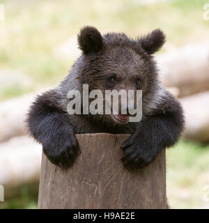 Ein Klettern sieben Monate alt Brown Bear Cub (Ursus Arctos) gefangen in Jarvzoo, Schweden Stockfoto