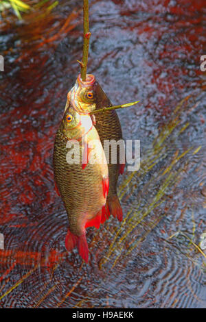 Frischer Fisch und alte Wege seine Erhaltung 2. Großen Rudd. Fisch auf hölzernen Fisch Schnur und unter fließendem Wasser, schwankend Algen gelegt Stockfoto