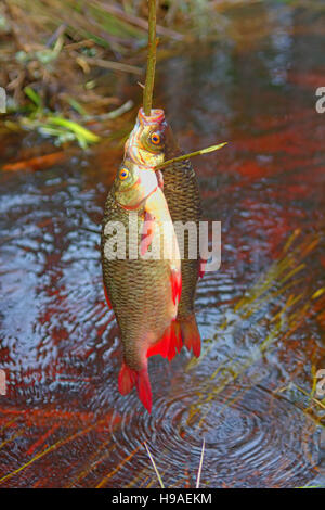 Frischer Fisch und alte Wege seine Erhaltung 2. Großen Rudd. Fisch auf hölzernen Fisch Schnur und unter fließendem Wasser, schwankend Algen gelegt Stockfoto