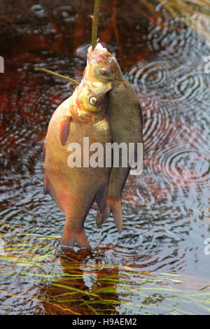 Frischer Fisch und alte Wege seine Erhaltung 4. Brassen, Carpbream (Abramis Brama). Fisch auf hölzernen Fisch Schnur und gelegt in fließendem Wasser, w Stockfoto