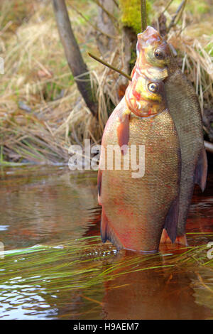 Frischer Fisch und alte Wege seine Erhaltung 4. Brassen, Carpbream (Abramis Brama). Fisch auf hölzernen Fisch Schnur und gelegt in fließendem Wasser, w Stockfoto