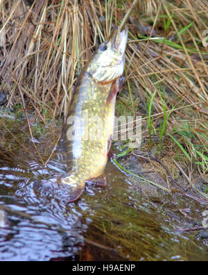 Frischer Fisch und alte Wege seine Erhaltung 5. Hecht, Luce, Esox. Fisch auf hölzernen Fisch Schnur und unter fließendem Wasser, schwankend Algen gelegt Stockfoto