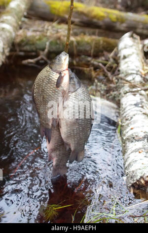 Frischer Fisch und alte Wege seine Erhaltung 6.  Preußische Karpfen (Carassius Auratus Gibelio). Gefangenen Fisch auf hölzernen Fisch Schnur und fotografiert ami Stockfoto