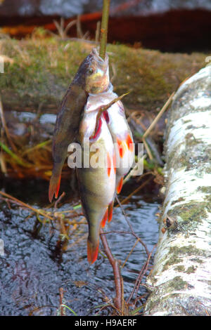 Frischer Fisch und alte Wege seine Erhaltung 8.  Fluss Barsch (Percha Fluviatilis). Fisch auf hölzernen Fisch Schnur und gelegt in fließendem Wasser, w Stockfoto